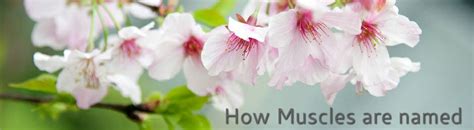 Some muscle names indicate the number of muscles in a group. Muscles Named By Direction Of Fibers : Neuromuscular ...