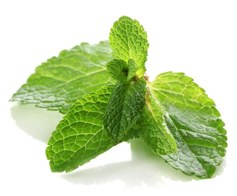 Medicinal Uses Of Mint Healthy Plate 5