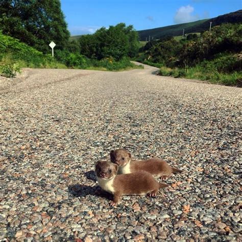 Two Baby Weasels Caught On Camera In The Highlands Baby Ferrets Cute