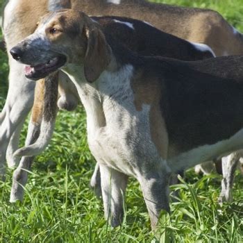 La race est créée en 1957 à partir de nombreuses races françaises de chiens courants de grande taille. Grand Anglo-Français Tricolore Breed Information ...