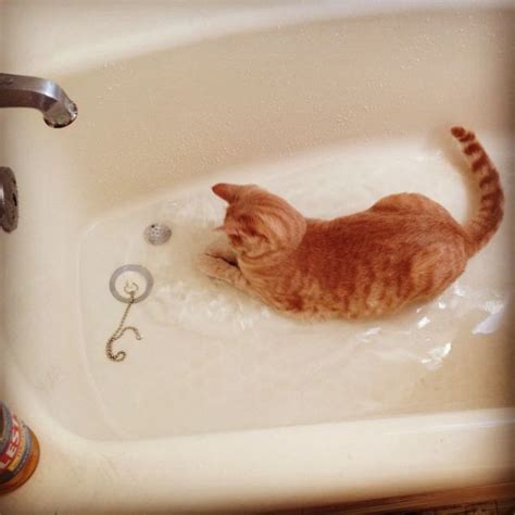 These Cats Legitimately Love Water Pics