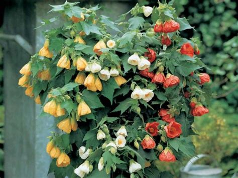 We did not find results for: 17 Best images about Mallow Family (Malvaceae) on ...