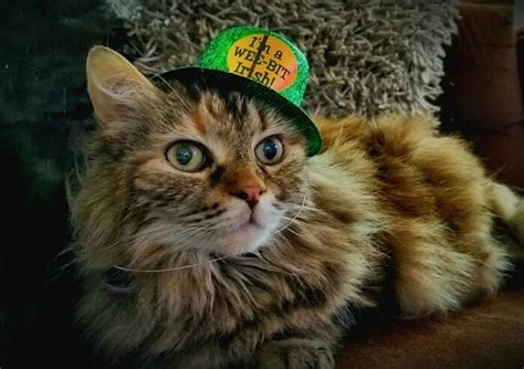 Like most irish rivers, the name is associated with a female deity. 190 Irish Cat Names - Male & Female Name Ideas with ...