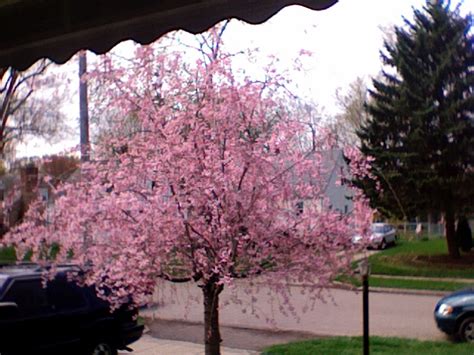 It can form a big tree with beautiful flowers in spring and edible cherries in july. Blooming Cherry Willow by RARavary on DeviantArt