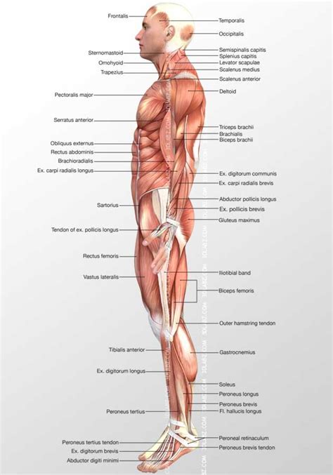Muscle 3d Illustrationshuman Body Illustrations