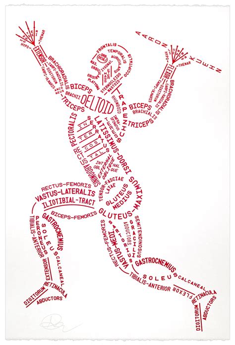 Bones articulate to form structures. Muscular Typogram - Print | Anatomy, How to memorize things, Anatomy, physiology