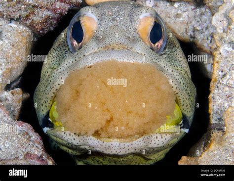 Fine Spotted Jawfish Opistognathus Punctatus Male Mouthbrooding Eggs
