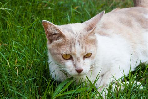 Check spelling or type a new query. A List of Tabby Cat Breeds You'll Certainly Love - Cat Appy