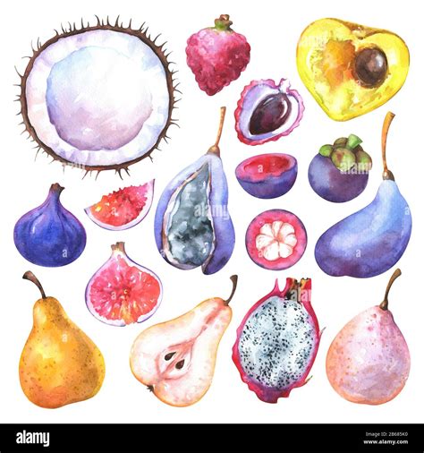 Hand Painted Exotic Fruit Set Stock Photo Alamy