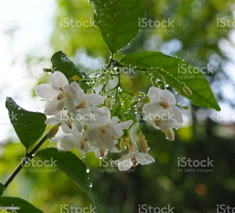 Abstract Blur Background Of White Flowers Wrightia Religiosa Wild Water