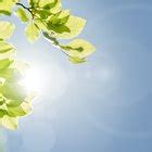 Содержание can pansies take full sun? Why Do Plants Need the Sun? | Sciencing