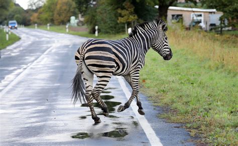 Zebras Ontsnappen Uit Circus En Rennen Snelweg Op