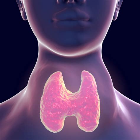 Hypothyroidism And Hashimotos Disease The Thyroid Gland Part 2