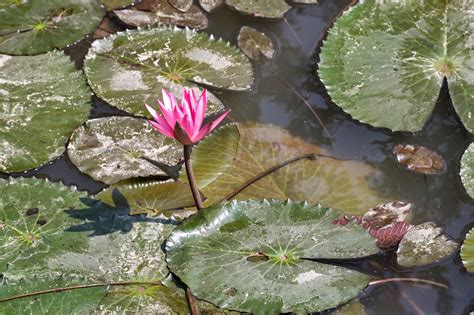 Cerca tra milioni di immagini, fotografie e vettoriali a prezzi convenienti. fiori bellissimi immagini