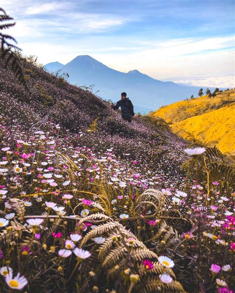 Maybe you would like to learn more about one of these? 27+ Koleksi Gambar Pemandangan Gunung Prau | Guyonreceh