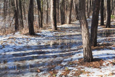 Melting Snow On Path In Pine Forest At Early Spring Stock Image Image