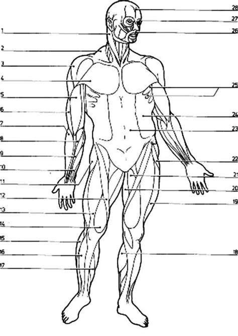 Blank Muscle Diagram Worksheet Free Muscular System Coloring Pages