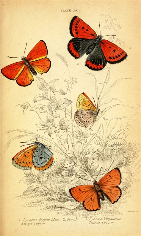 Free Vintage Graphics To Print Vintage Butterfly Prints Natural
