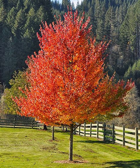 Live October Glory Maple Tree Maple Tree Landscape Red Maple Tree