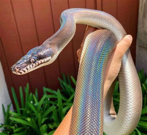 Black Rainbow Python Price Brazilian Rainbow Boa Reptilekingdoms