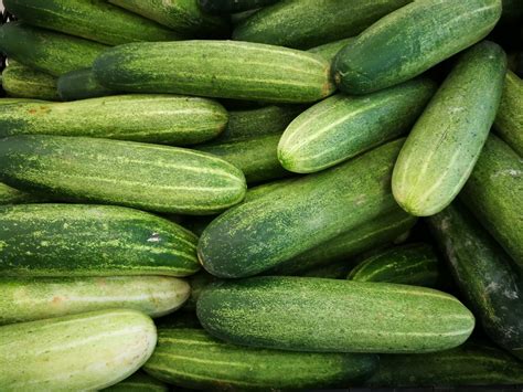 Your Guide To Growing Cucumbers In A Greenhouse