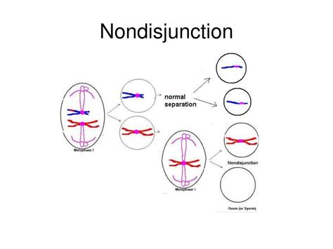 Nondisjunction In Meiosis