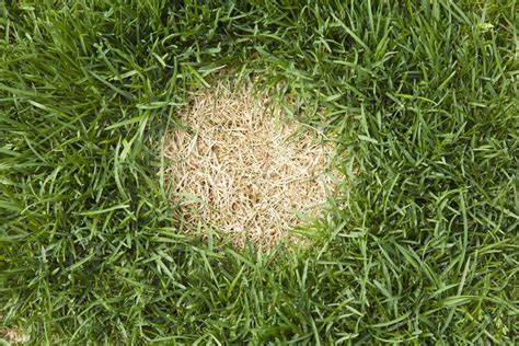 Diagnosing Bare Dead Spots In A Lawn