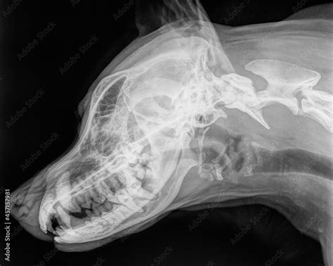 X Ray Of The Skull Of A Large Dog Side View Black And White Photo