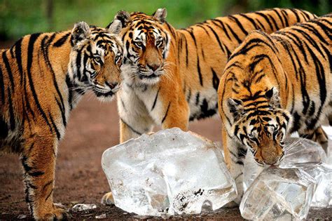 They will run through your home using your sofa or our bengal kittens are available to be registered with cfa, cat fanciers association. Siberian tigers making a comeback in China - Los Angeles Times