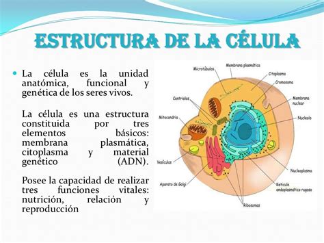 Estructura Y Funcion De La Celula Eucariota Compartir
