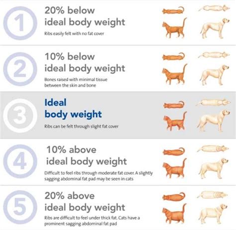 You can use our body conditioning tool to do these checks at home. Overweight Pets