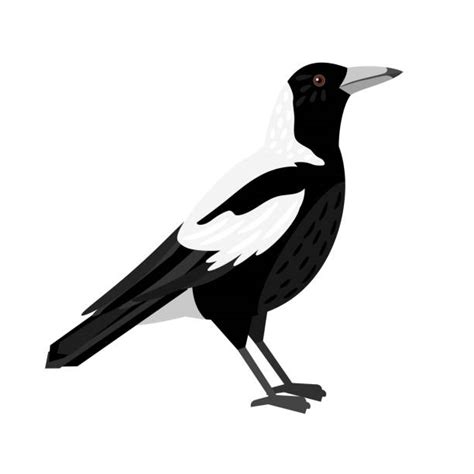 Magpie Cartoon Illustrations Royalty Free Vector Graphics And Clip Art