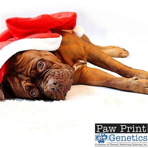 Paw Print Genetics Pawprintgenetics • Instagram Photos And Videos Genetic Health Christmas