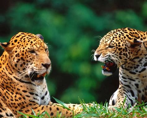 Lovable Images: Fish HD Wallpapers Free Download ...