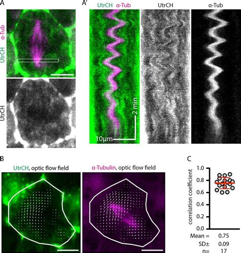 Maybe you would like to learn more about one of these? F-actin is coupled to the mitotic spindle. (A) Top, still ...
