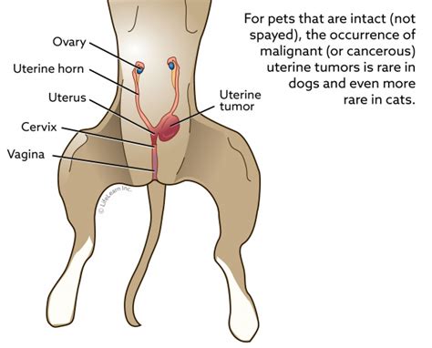 I feel like my cat has a lot of stuff figured out, he just doesn't have the strength/size to execute. Uterine Tumors | VCA Animal Hospital