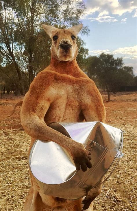 Move Over Skippy The Kangaroo These Days Kangas Are Super Ripped