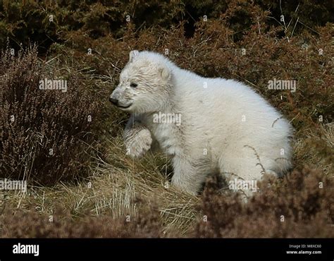 The First Polar Bear Cub To Be Born In The Uk For 25 Years As Of Yet