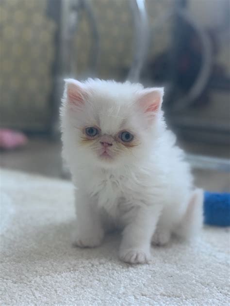 A kitten may be (understandably) reluctant to let you lift its tail and expose its genitals. Persian Cats For Sale | Stamford, CT #306999 | Petzlover