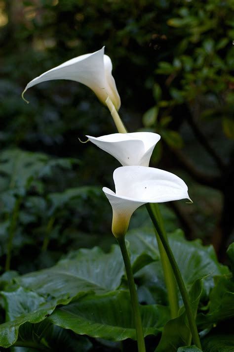 The Arum Lily Zantedeschia Aethiopica The Garden Of Eaden