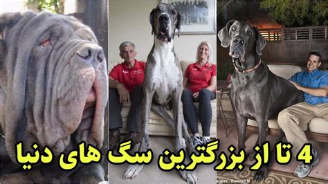 بزرگترین سگ های جهان در طول تاریخ Big Dogs YouTube