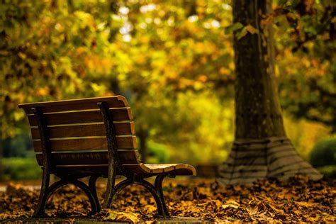 wallpaper sunlight trees forest fall nature grass wood green morning bench alone
