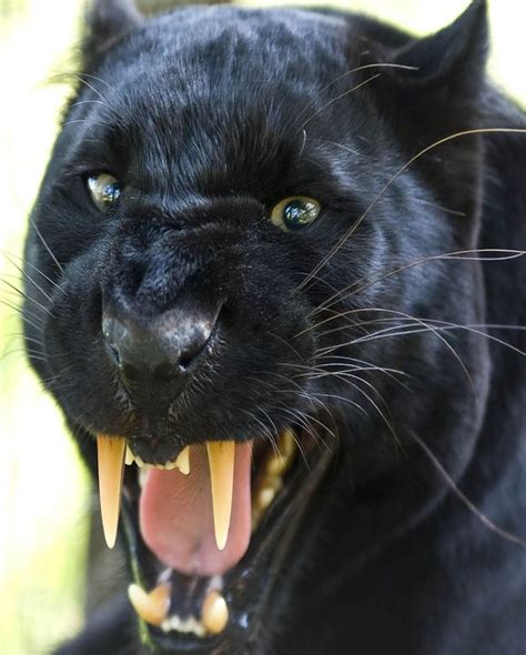 Black Panther Leopard Blackbeauty Big Cats Animals Beautiful