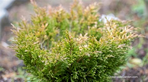 Juniperus Horizontalis Limeglow Oceanside Garden
