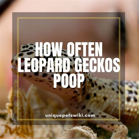 Three times a week might be enough until your baby becomes more mobile. How Often Do Leopard Geckos Poop? 6 Factors Affect Their Poop