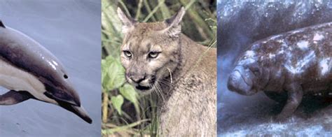 The florida state animal, the florida panther, also stalked in its habitat like the wolves. List of mammals of Florida - Wikipedia