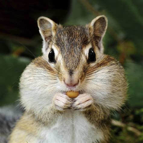 What Do Chipmunks Eat? You'll Be Surprised to Know - Pet Ponder