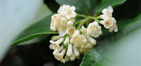 Maybe you would like to learn more about one of these? Viburnums