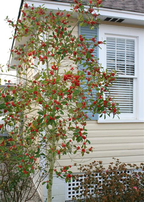 Savannah Holly Thrives Year Round In The State Mississippi State