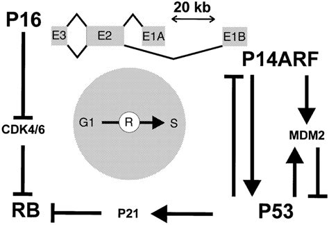 Schematic Representation Of The Role Of The P16 And P14arf Proteins In